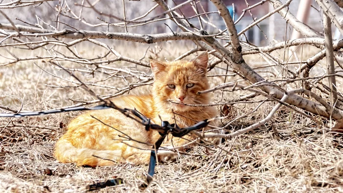 Redhead in branches - My, Street photography, The photo, cat, Middle Ural, Spring, Redheads