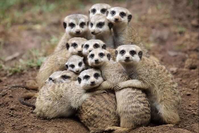 Group photo - The photo, Wild animals, Meerkat, Predatory animals