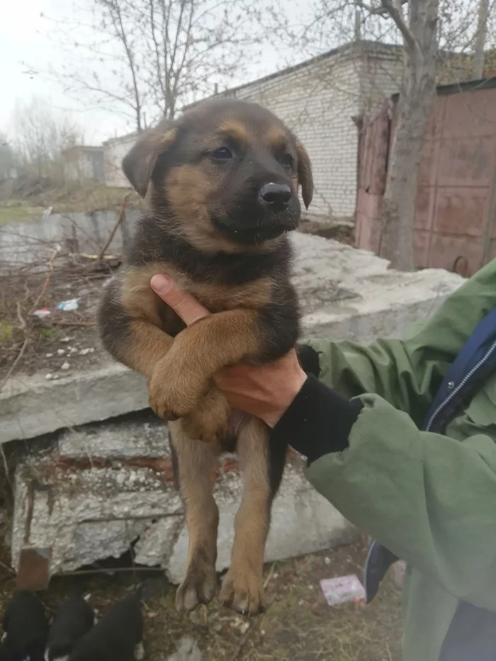 Nobody's Puppies - No rating, Longpost, Pets, Animals, Homeless animals, Helping animals, Vladimir city, In good hands, Dog, Tramp, Puppies, My