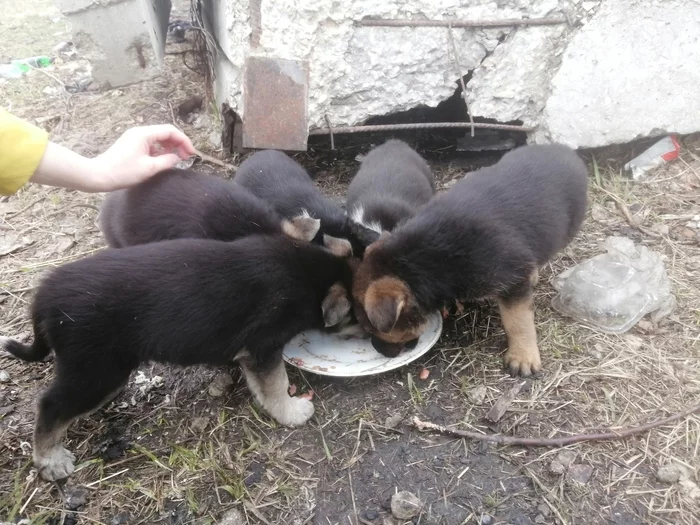 Nobody's Puppies - No rating, Longpost, Pets, Animals, Homeless animals, Helping animals, Vladimir city, In good hands, Dog, Tramp, Puppies, My