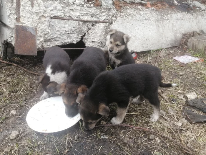 Nobody's Puppies - No rating, Longpost, Pets, Animals, Homeless animals, Helping animals, Vladimir city, In good hands, Dog, Tramp, Puppies, My