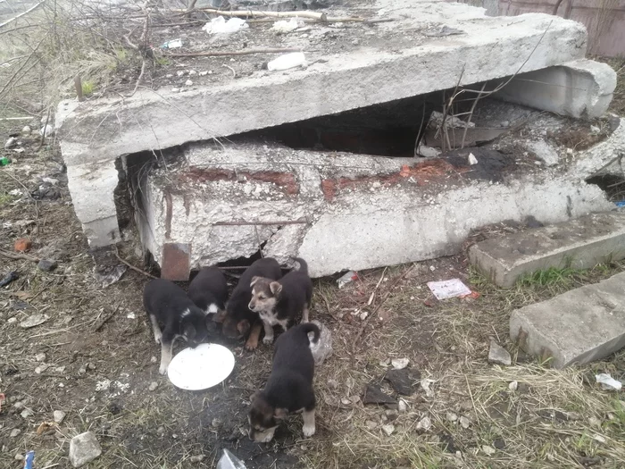 Nobody's Puppies - No rating, Longpost, Pets, Animals, Homeless animals, Helping animals, Vladimir city, In good hands, Dog, Tramp, Puppies, My