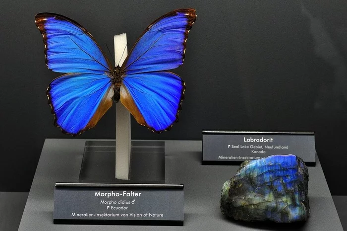 An exhibition I would go to - My, The photo, Interesting, Amazing, Informative, Unusual, Nature, Facts, Research, A rock, Insects, Collection, Exhibition, Museum, Longpost, Minerals, Geologists, Entomology, beauty