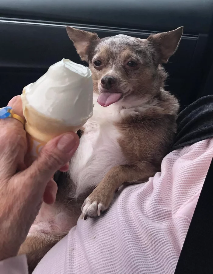 You want ice cream! - Reddit, Animals, Pets, Dog