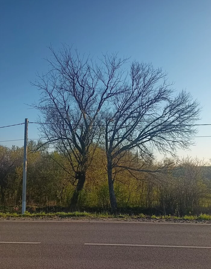 Tree pareidolia - My, Pareidolia, Tree, It seemed, Vladimir Vysotsky