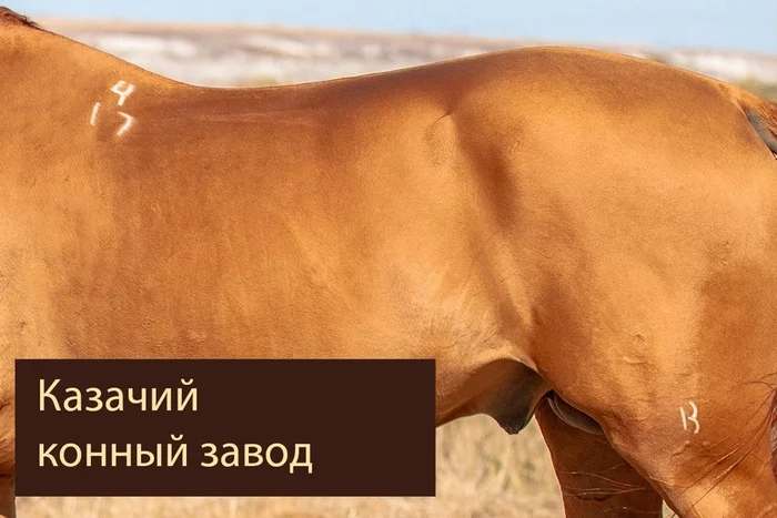 BRAND IN DON AND BUDYONNOV ROCKS - Longpost, Horse breeds, Horses, Stigma, Сельское хозяйство