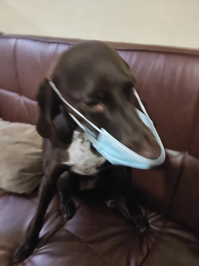 When the hostess suddenly sneezed - Pets, Dog, Kurzhaar