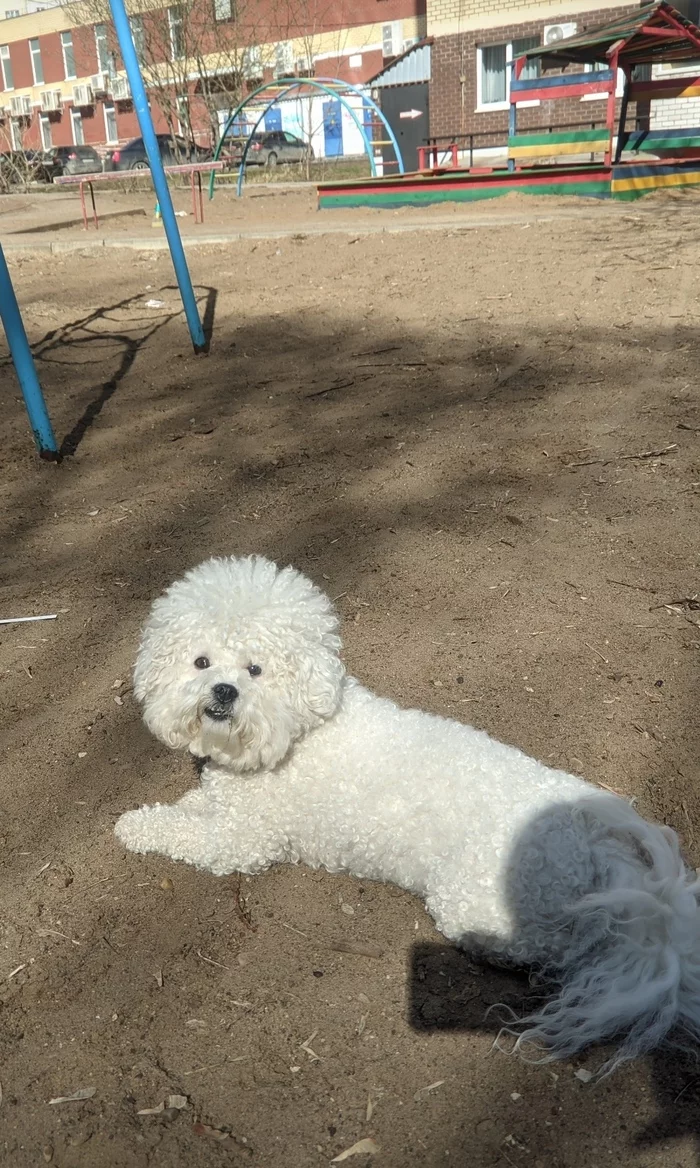 Positivity in the tape. Grooming - My, Bichon Frise, Grooming, Стрижка, Dog, Longpost