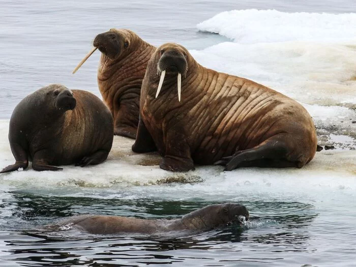 Unique grouping - Walruses, Pinnipeds, Wild animals, Yamal, Kara Sea, Interesting, Informative, wildlife, Longpost