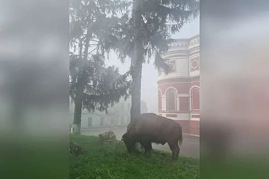 В Курском цирке бизон хотел организовать массовый побег животных, но в итоге ушел один - Цирк, Курск, Бизон, Побег, Животные, Дикие животные