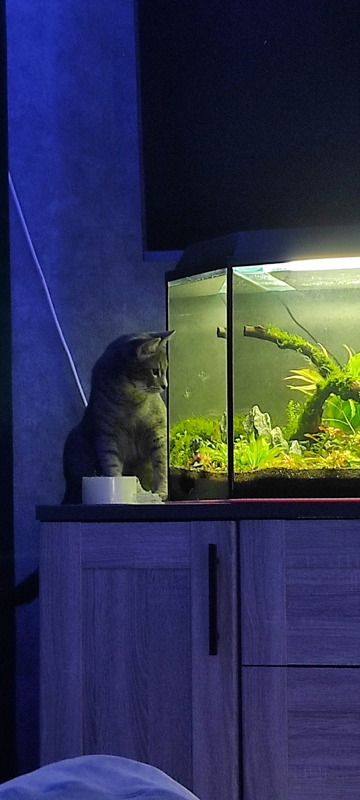 Рыбов показывают