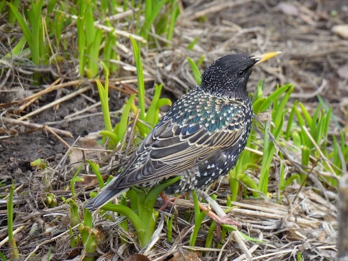 Starling! Zelenograd - My, Birds, Ornithology, Starling, Zelenograd, The photo