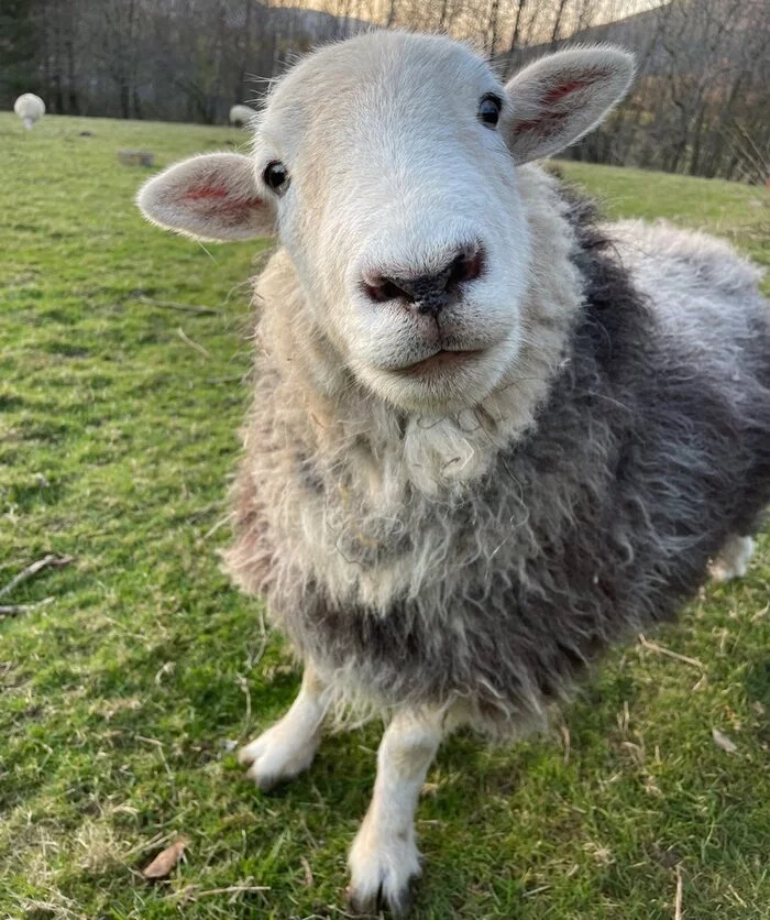 Пушистые - Овцы, Furry Sheep, Фотография