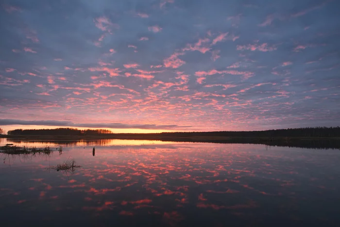 Sunset on your favorite swamp - My, Landscape, Travel across Russia, Подмосковье, Nikon D750, Sunset