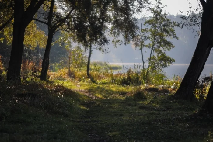 Forest Lake - My, The photo, Nature, Landscape, Forest, Lake, Подмосковье, Summer