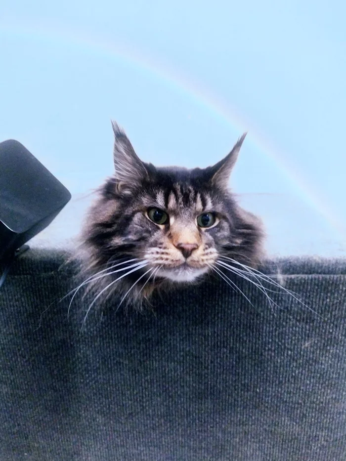 The Cat and the Rainbow - My, cat, Maine Coon, Pet house, Rainbow, Photoshop master, Photo processing