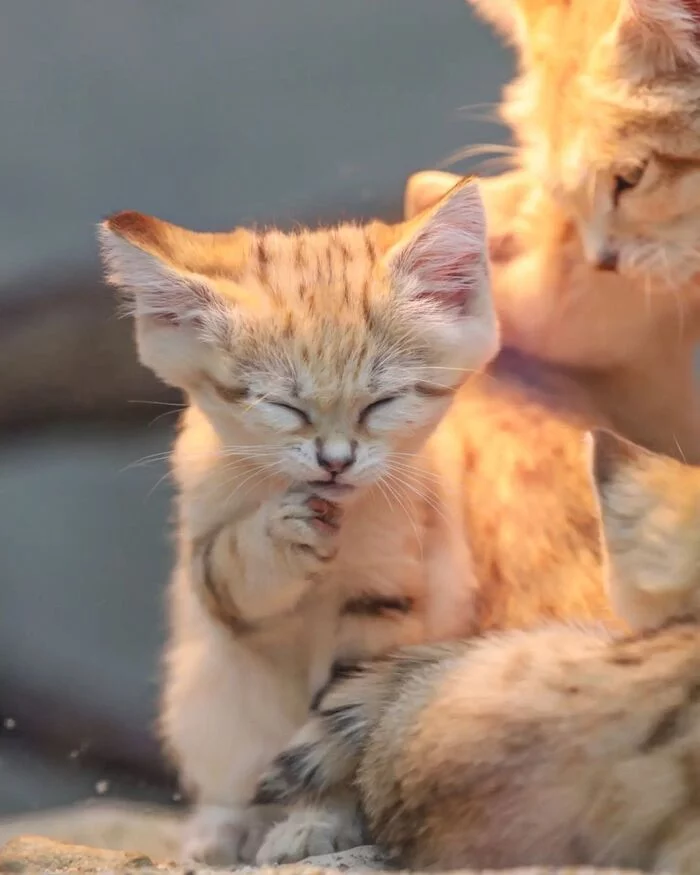 Continuation of the post Perfectly hidden! - Sand cat, Cat family, Wild animals, Predatory animals, Small cats, Japan, Zoo, Yokohama, Kittens, Positive, Reply to post, Longpost, Milota, The photo