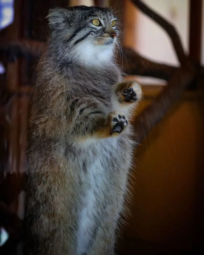 He misses your kind hands so much... - Pallas' cat, Small cats, Cat family, Fluffy, Pet the cat, Predatory animals, Wild animals, Yokohama, Japan, Zoo, Rare view, Red Book, Behind the glass