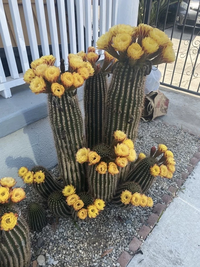 Flowering of cacti - Cactus, Nature, The photo, beauty, Bloom