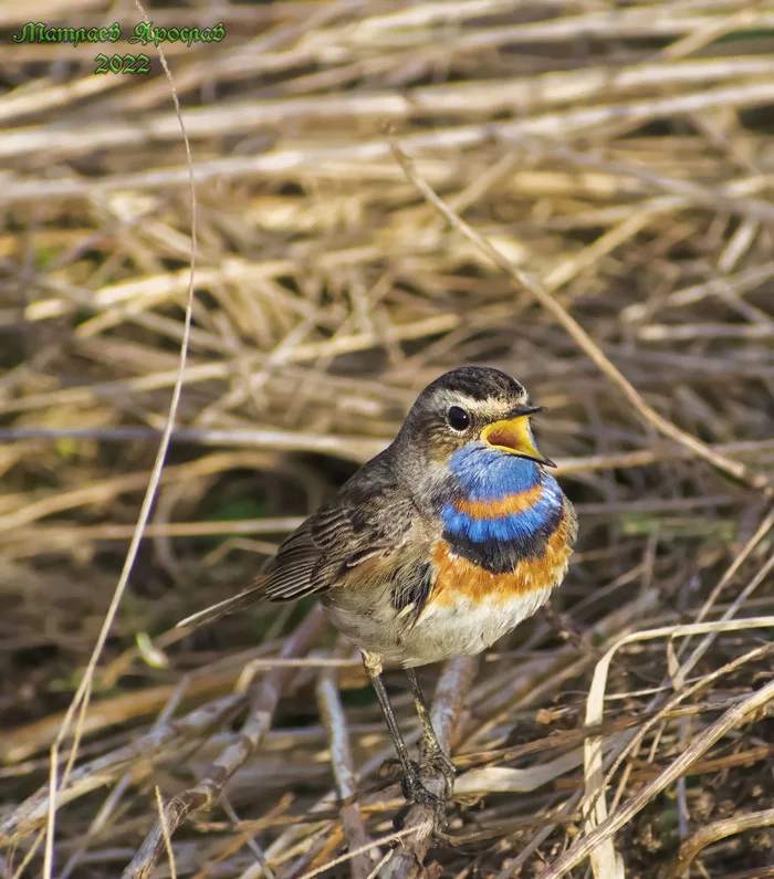 Spring under sanctions - My, Birds, Nature, The nature of Russia, Hobby, Ornithology, beauty of nature, Spring, Klyazma, Schelkovo, The photo, Photo hunting, The hobbit, Bluethroat