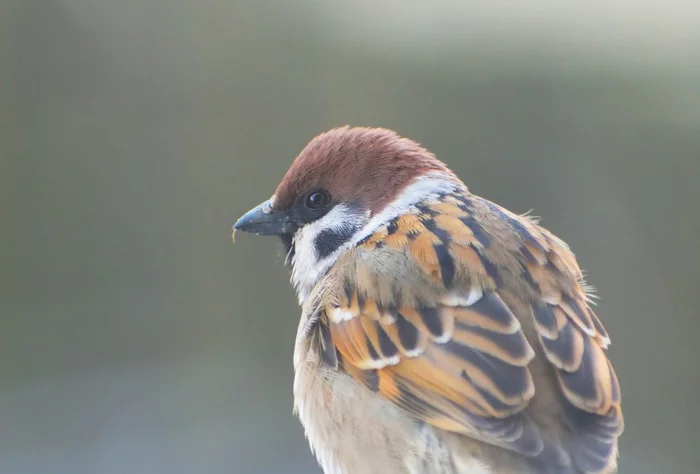 Just a cute sparrow - My, Birds, Spring, Ornithology, Sparrow, Ornithology League, Longpost, Milota, Nikon, The photo, Photo hunting