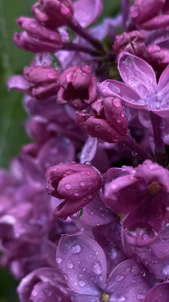 First Spring Thunder - My, Lilac, Rain, Mobile photography, The photo, Spring, Bloom, Nature, Flowers, Longpost