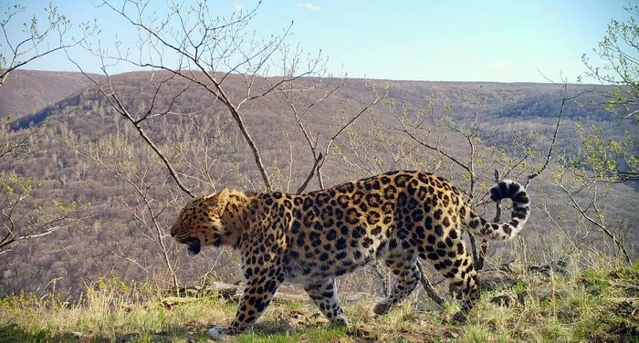 Neural network will help to count leopards in Primorye - Amur tiger, Far Eastern leopard, Big cats, Cat family, Predatory animals, Wild animals, National park, Land of the Leopard, Нейронные сети, Phototrap, The photo, Rare view, Red Book, Interesting, Informative, The national geographic, Longpost