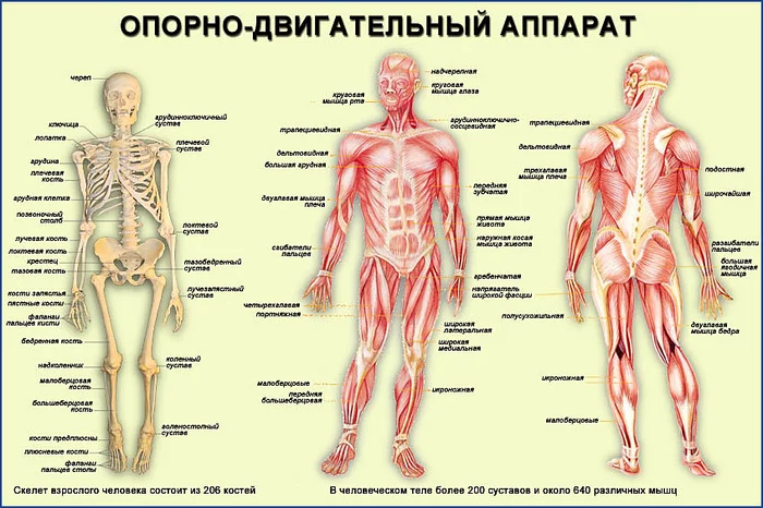 Аутогенная тренировка - способ общения с собой и своим телом (личный опыт) - Моё, Аутогенная тренировка, Личный опыт, Психическое здоровье, Здоровье, Саморазвитие, Возможности, Практика, Длиннопост