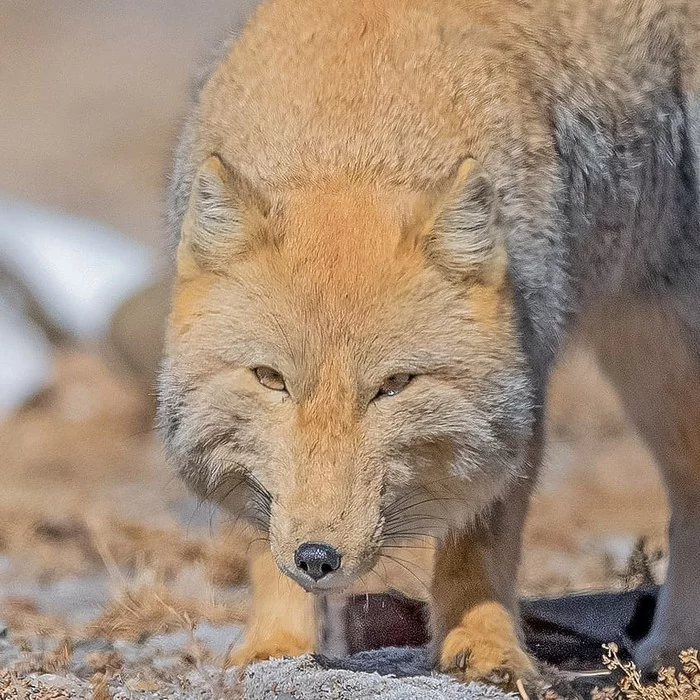 tibetan fox