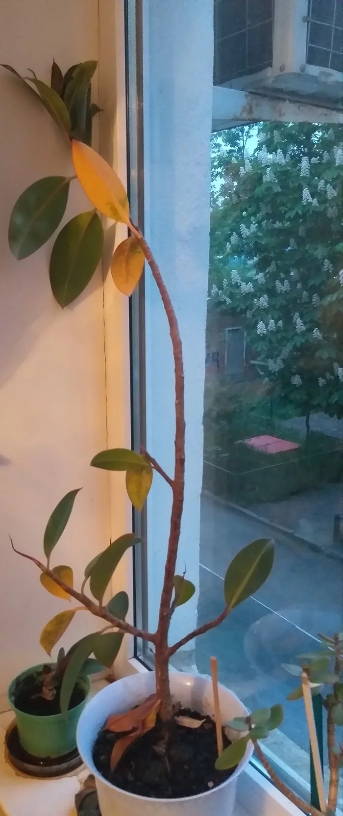I ask for help - My, Houseplants, Ficus, Help, Longpost