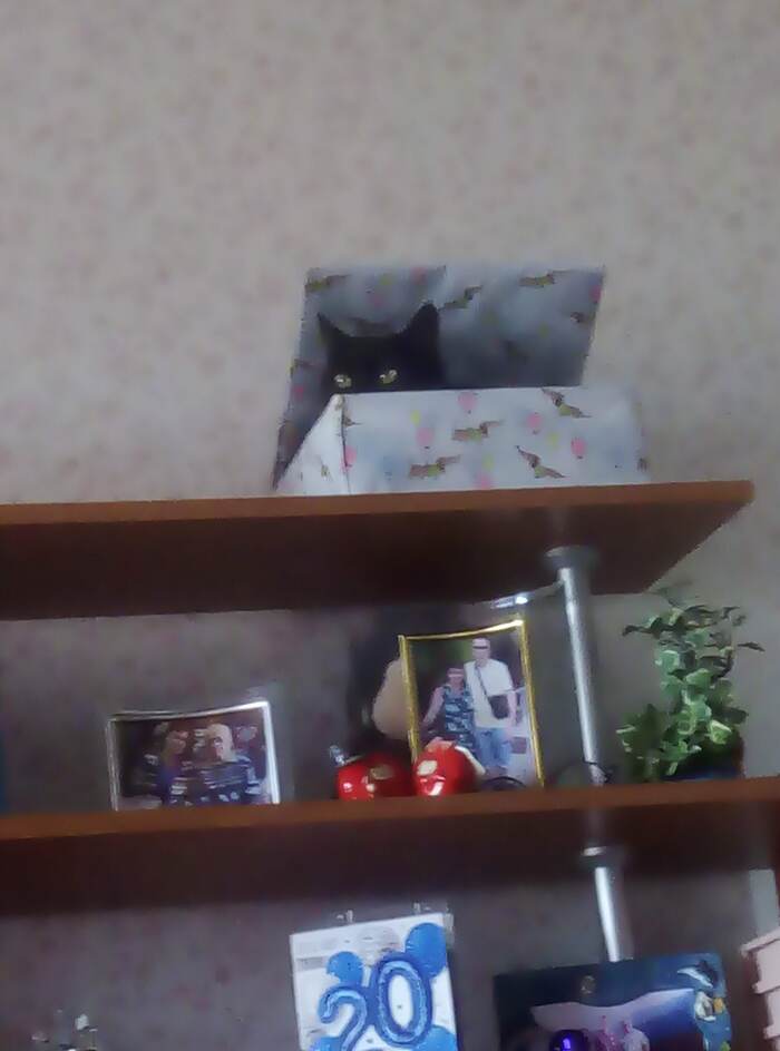 ������ ����, ������ �����