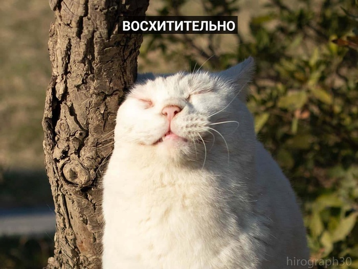 ������� [ ������ ] ���, ���������, �����, ���������, ����������, �������� � �������