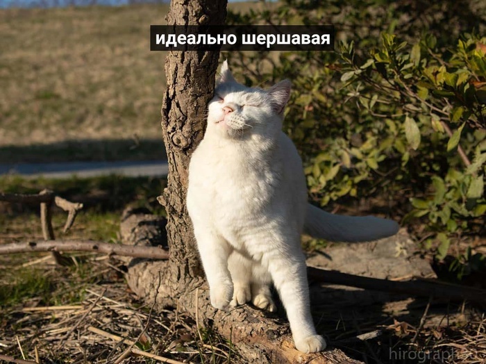 ������� [ ������ ] ���, ���������, �����, ���������, ����������, �������� � �������