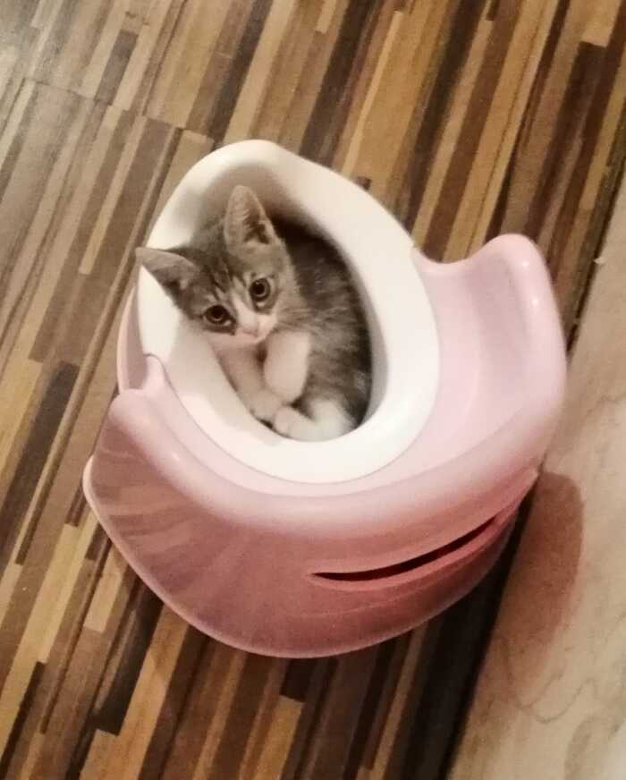 Hygiene - My, cat, Toilet