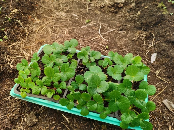 Seedlings of garden strawberries from their seeds. Transplantation - My, Strawberry, Seedling, Berries, Greenhouse, Garden, Garden, Plants, Video, Youtube, Longpost