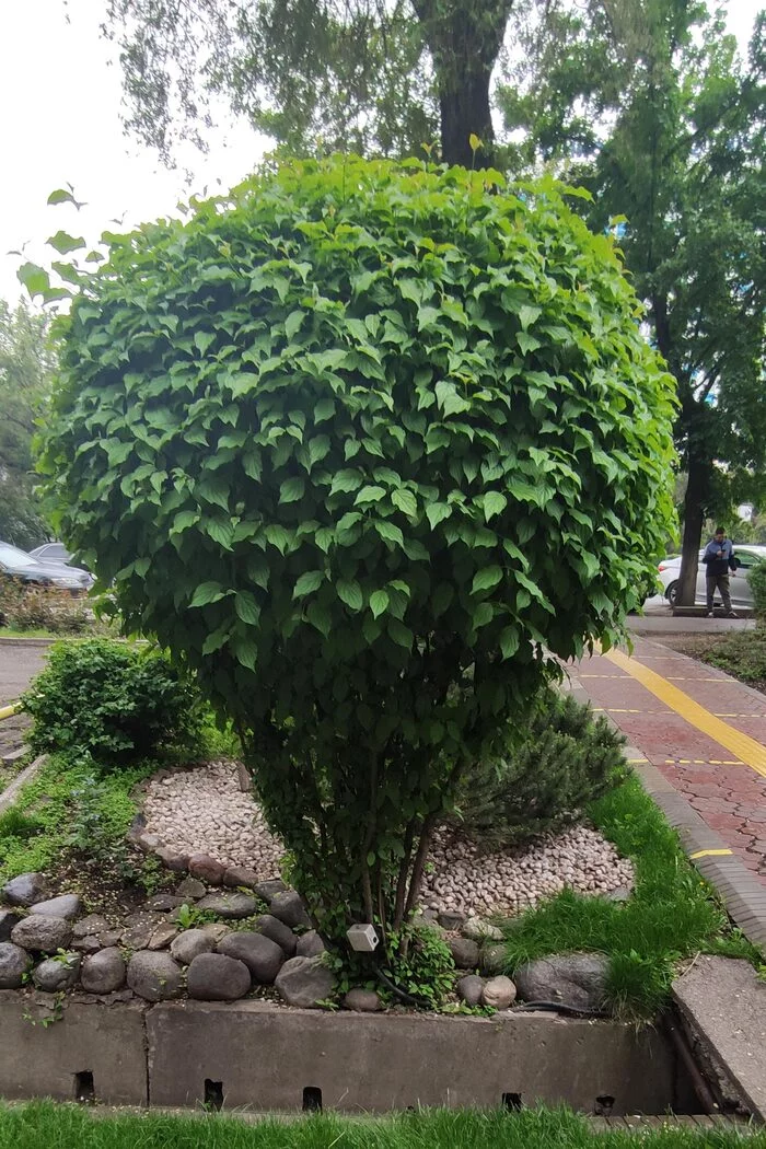 Tell me the name of the shrub - My, Botany, Gardening, What kind of plant, Longpost