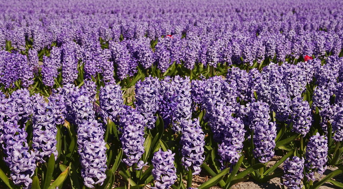 Гиацинтовые поля Голландии