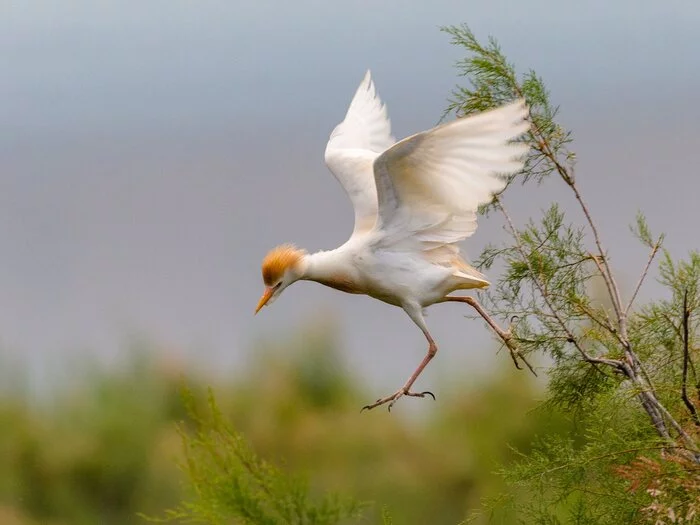 I'll go already - My, Birds, The photo, Egret, Animals, Heron, Egyptian heron, Wild animals