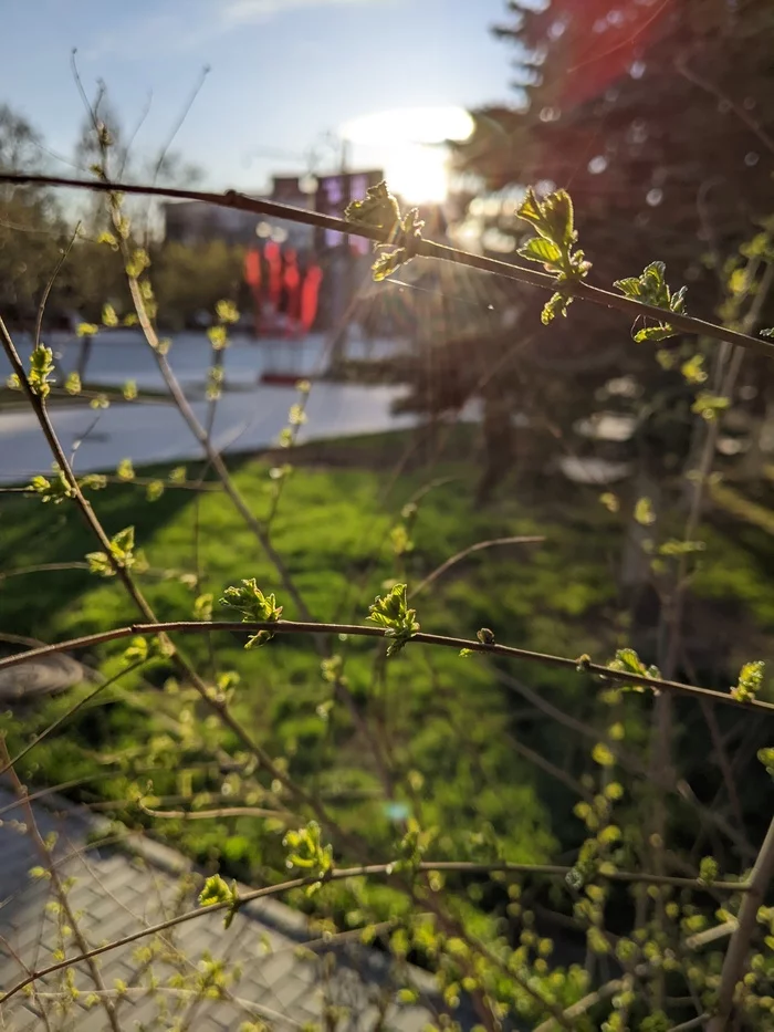 The first spring leaves in Tyumen - My, Spring, Leaves, Tyumen, The sun, Positive, Longpost