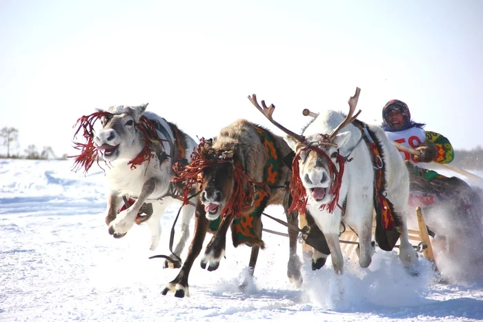 Races on the day of the Reindeer Herder in the village of Russkinskaya, Surgut district.The winner received Buran! - My, Deer, Race, Surgut district, Reindeer Herder's Day, The photo