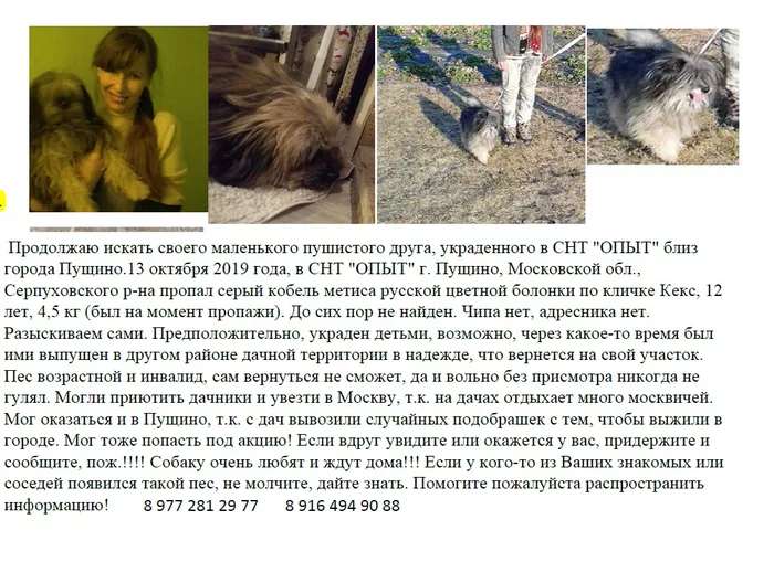 A long-standing search. A friend is missing. Pushchino, Serpukhovsky District- Moscow - No rating, Help me find, Search, The dog is missing, Pushchino, Serpukhov, Serpukhov district, Moscow, Moscow region, Подмосковье, The strength of the Peekaboo, Dog