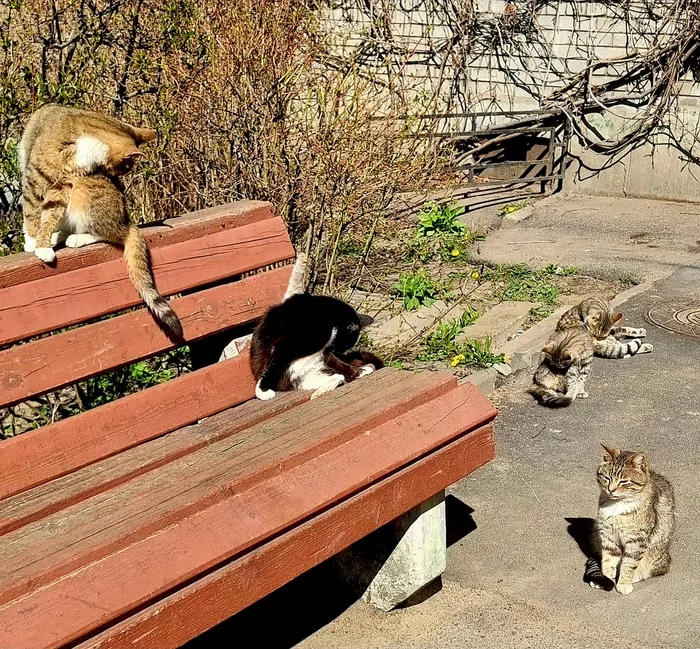 Bath day - My, cat, The street, Spring