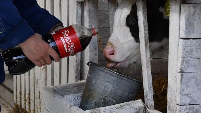 Experiment in Belarusian: in one of the collective farms cows are poured a stake - Republic of Belarus, Coca-Cola, Cow, Question, news, What?