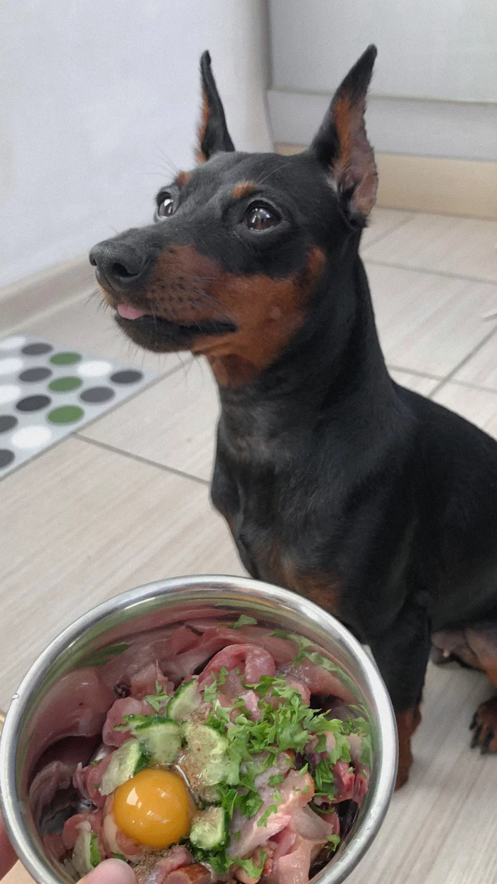 BUON APPETITO - My, Pets, Hen, Dog, Meat, Yummy, Pinscher, Naturally, Puppies, Food, The diet, A bowl, Eggs, Parsley, Beef, Offal, Cucumbers, Language