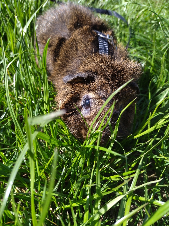 ������� ���� ������� ������, ����� ��������, ����������, �������� ��������