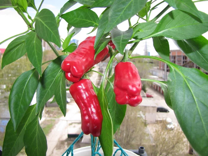 Pepperoncini Stavros Greek. Browse and unpack :D - My, Vegetable garden on the windowsill, Hot peppers, Pepper, Pepper farming, Hydroponics, Plants, Longpost