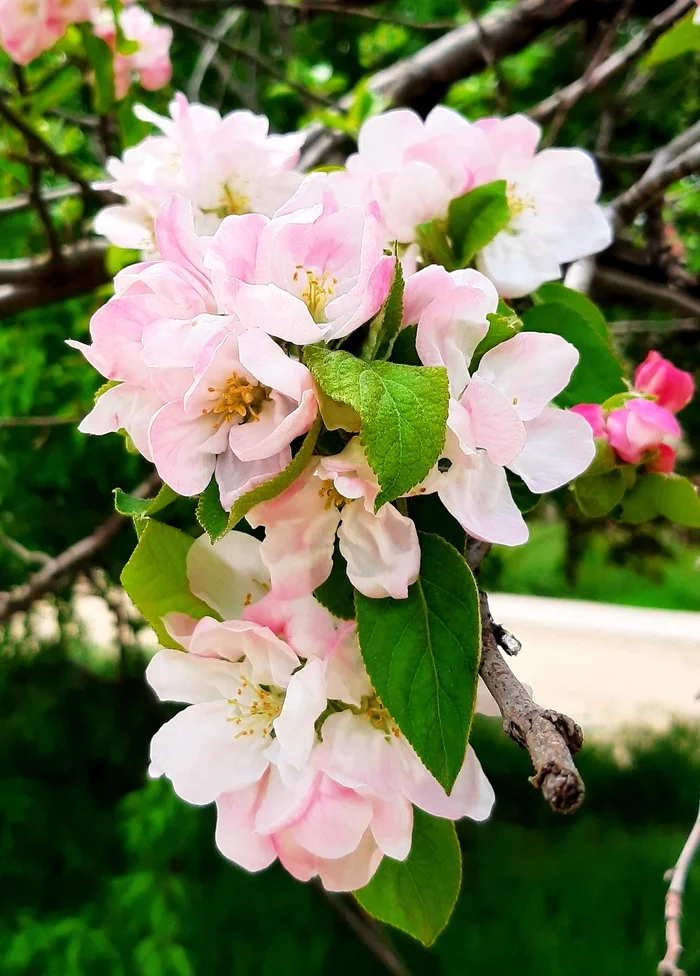 Spring Beauty - My, Spring, Flowers, beauty of nature, Tree, Longpost