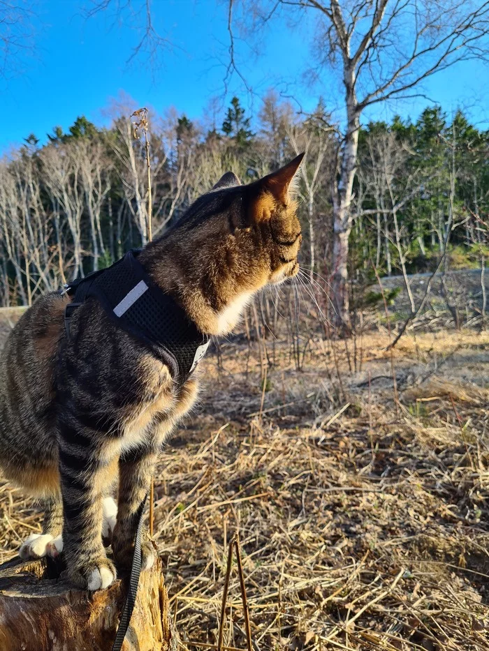 На прогулке - Моё, Кот, Мобильная фотография, Домашние животные, Длиннопост, Сахалин