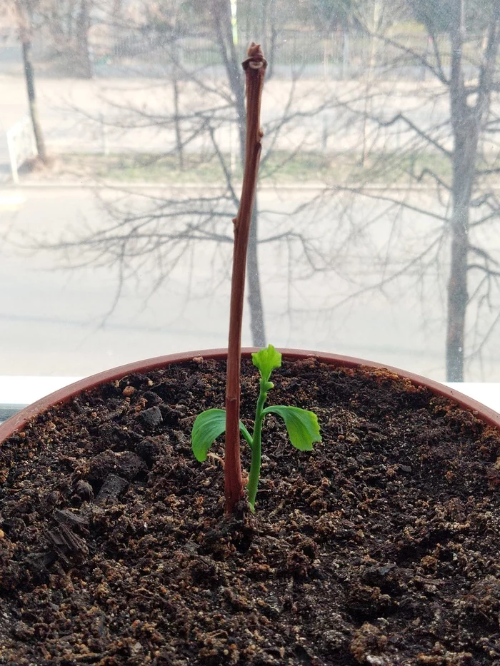 Baby Ginkgo says hello - My, Ginkgo, Flower pot, Plants