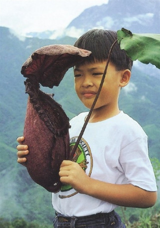 Nepenthes rajah (Latin: Nepenthes rajah) - Plants, Botany, Endangered species, Kalimantan, beauty of nature, Nature, Longpost